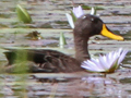 Yellow-billed Duck